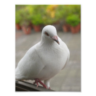 Impression Photo Pigeons blancs