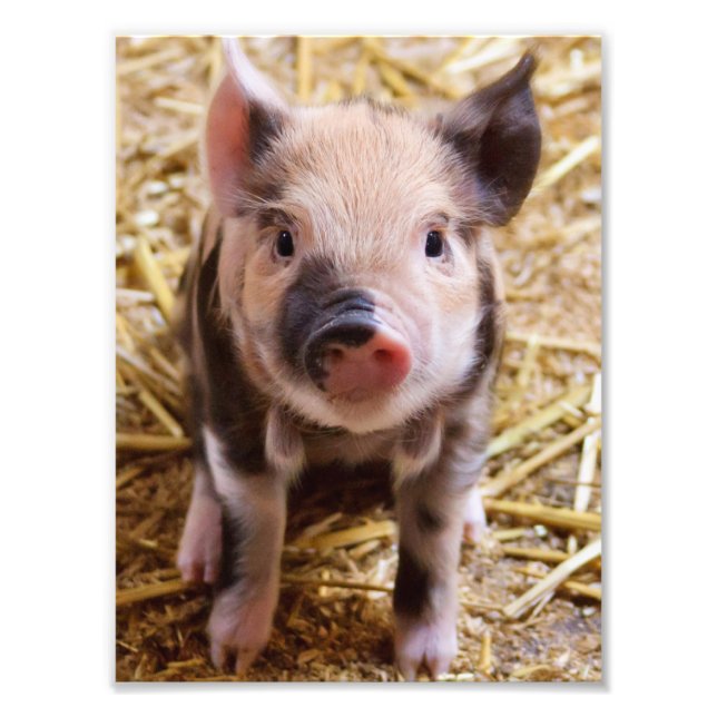 Impression Photo Piglet (Devant)