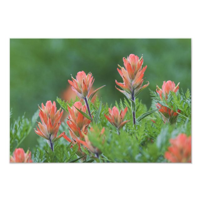 Impression Photo Pinceau indien, Castilleja miniata, Ouray, (Devant)
