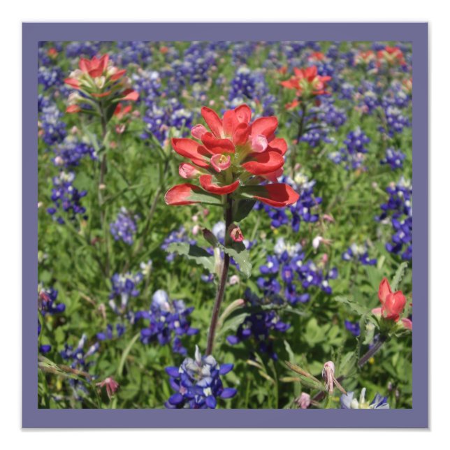 Impression Photo Pinceau indien et Bluebonnets du Texas (Devant)