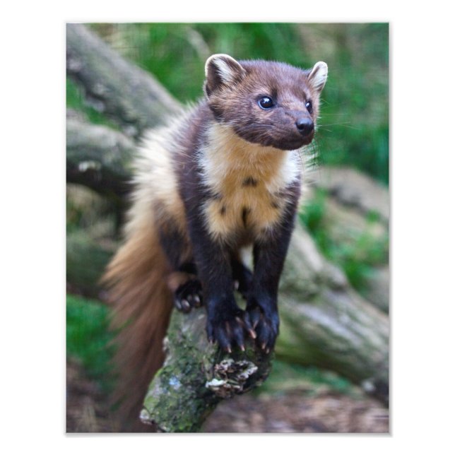 Impression Photo Pine Marten Imprimer (Devant)