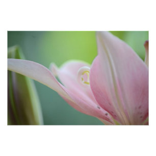 Impression Photo Pink Lily par Shirley Taylor