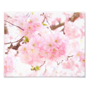 Impression Photo Pink Tree Sakura Cherry Blossom