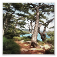 Pinus pinea Pinetree Forest Painting