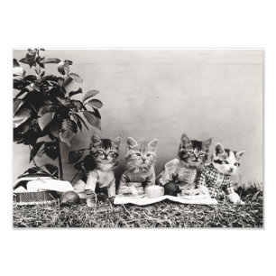 Impression Photo Pique-nique Kitten