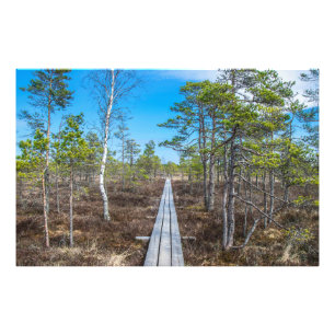 Impression Photo Piste en bois au-dessus du marais