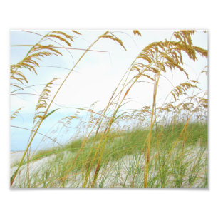 Impression Photo Plage blanche de sable d'herbe dunaire