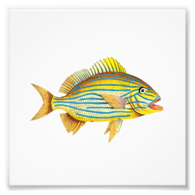 Impression Photo Plage de poisson rayé jaune Salle de bain marine (Devant)