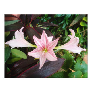 Impression Photo Plante Fleur Amaryllis Dans Le Jardin