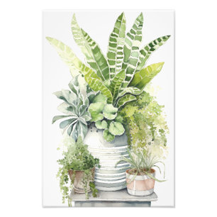 Impression Photo Plantes d'intérieur