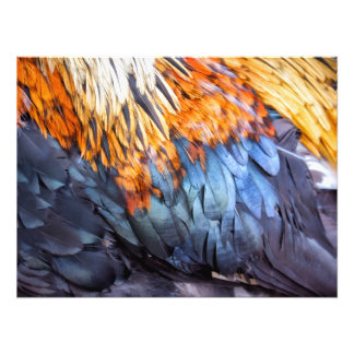 Impression Photo Plume d'art fin