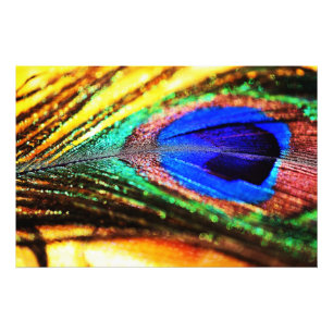 Impression Photo Plume de Shirley Taylor