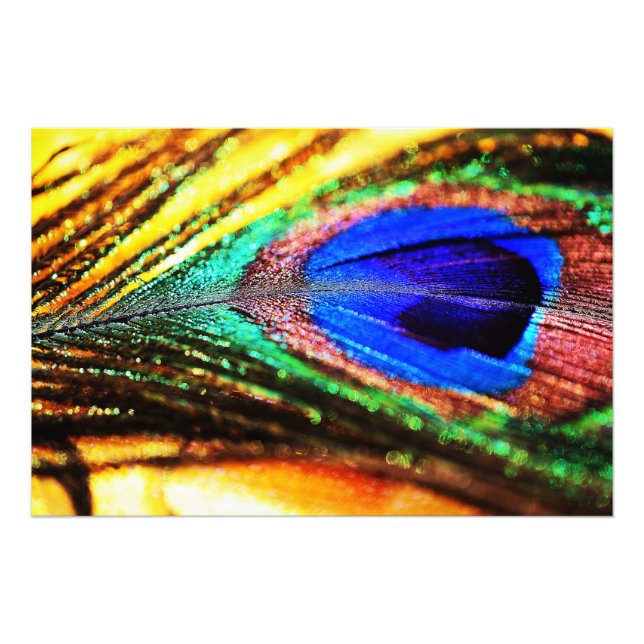 Impression Photo Plume de Shirley Taylor (Devant)