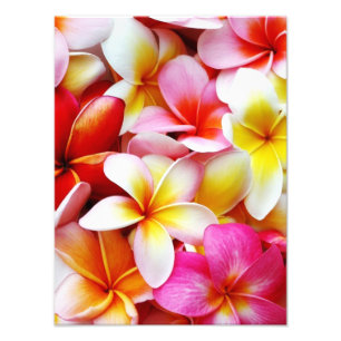 Impression Photo Plumeria Frangipani Hawaii Fleur Customisée
