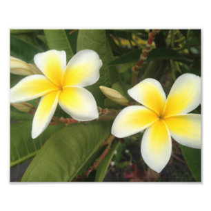 Impression Photo Plumeria jaune