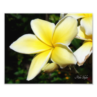 Impression Photo Plumeria jaune