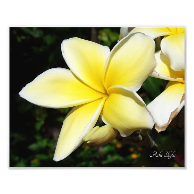 Impression Photo Plumeria jaune (Devant)