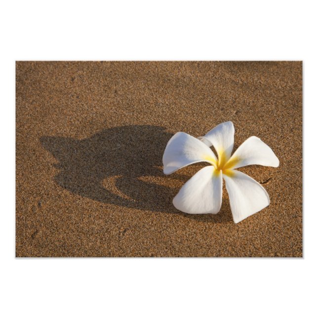 Impression Photo Plumeria sur plage de sable, Maui, Hawaii, États-U (Devant)