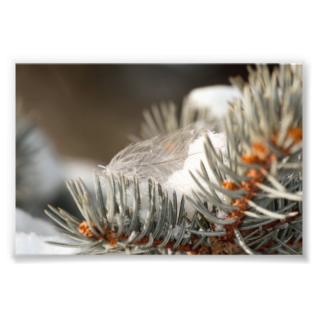 Impression Photo Plumes Grises En Branche À feuillage persistant Hi (Devant)