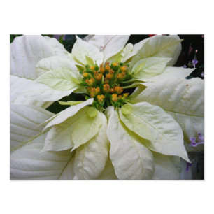 Impression Photo Poinsettia Elegant Christmas Holiday Floral