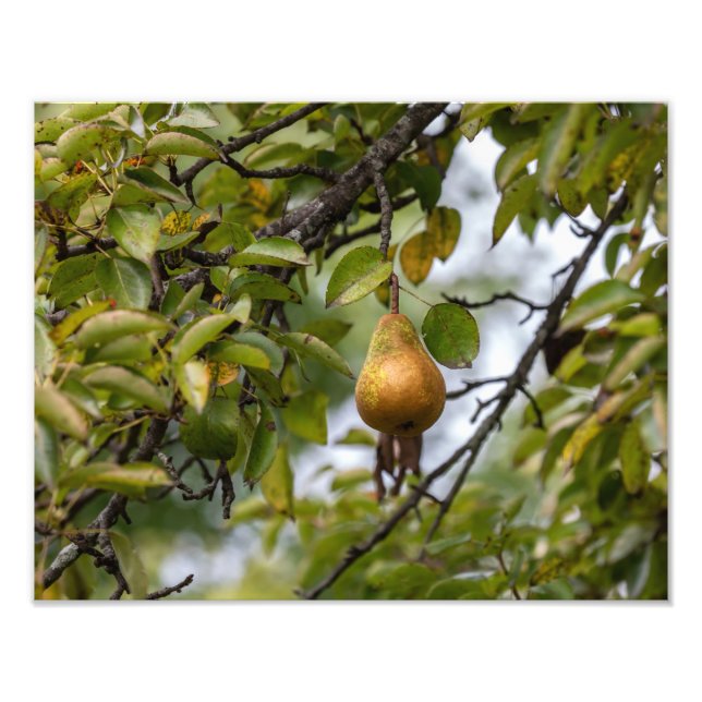 Impression Photo Poire Bosc Sur L'Arbre (Devant)