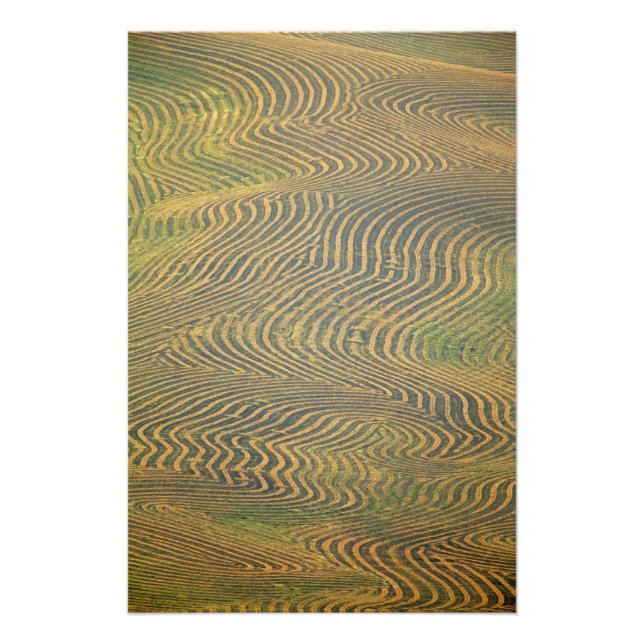 Impression Photo Pois de lentille et en attente de récolte dans (Devant)