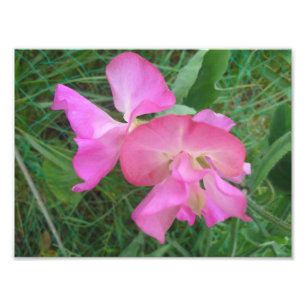 Impression Photo Pois doux rose