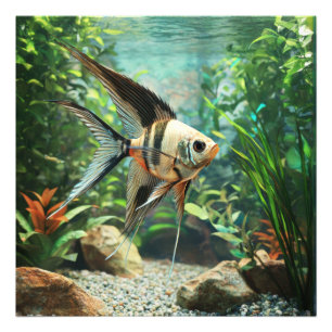 Impression Photo Poisson ange nageant dans un aquarium d'eau douce