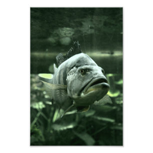 Impression Photo Poisson aquatique moche