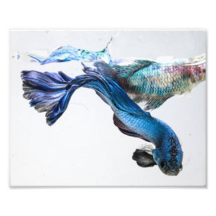 Impression Photo Poisson Bêta Splish
