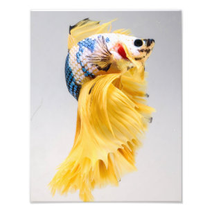 Impression Photo Poisson Betta demi-lune