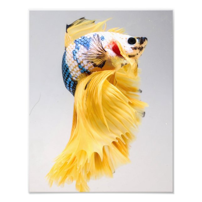 Impression Photo Poisson Betta demi-lune (Devant)