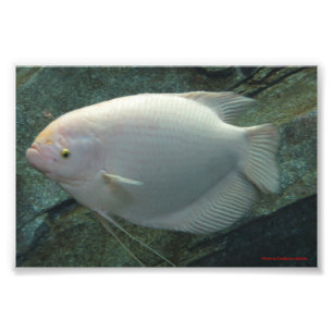 Impression Photo Poisson blanc