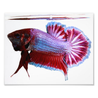 Impression Photo Poisson blanc Plakat Betta