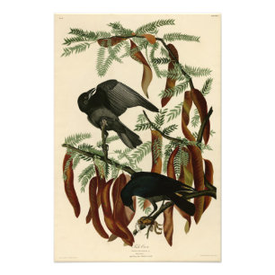 Impression Photo Poisson Crow de John James Audubon Oiseaux d'Améri