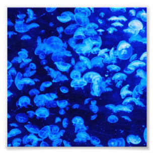Impression Photo Poisson jaune
