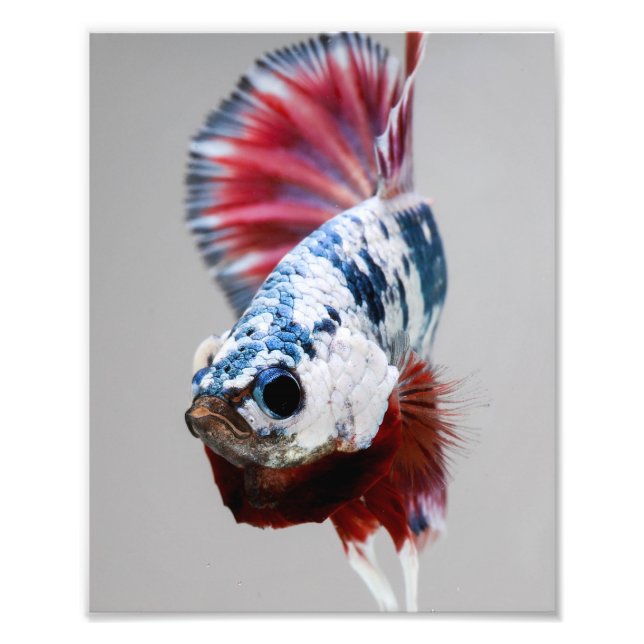 Impression Photo Poisson Plakat Betta (Devant)