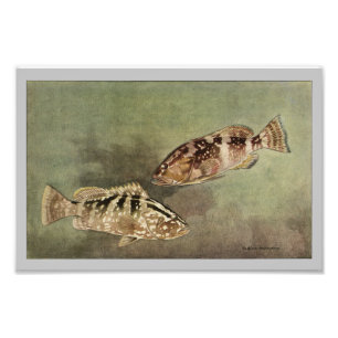 Impression Photo Poisson Vintage Rouge & Nassau
