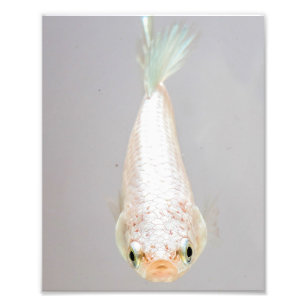 Impression Photo Poissons blancs de Betta