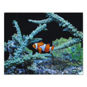 Impression Photo Poissons de clown dans le corail