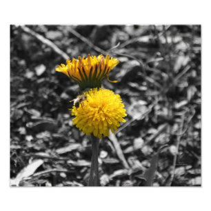 Impression Photo Pollinisation du début du printemps