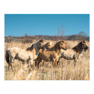 Impression Photo poneys Wild Konik Wicken Fen Cambridgeshire UK