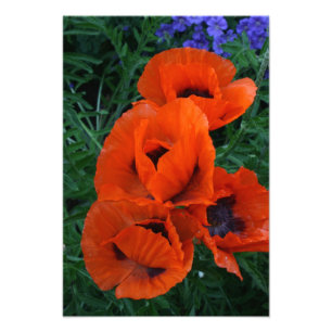 Impression Photo Poppies