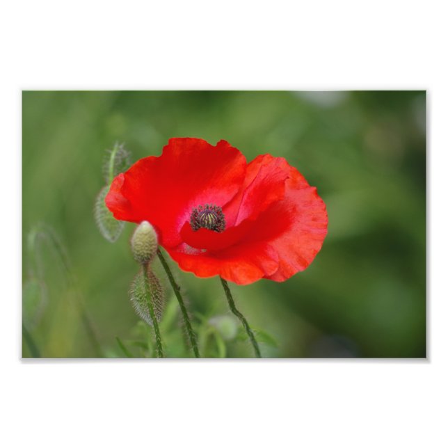 Impression Photo Poppy (Devant)