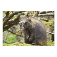 Porcupine déterminé