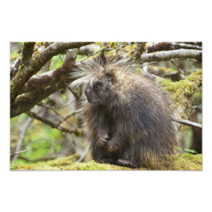 Impression Photo Porcupine déterminé