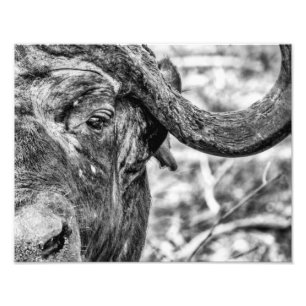 Impression Photo Portrait africain du Cap Buffalo