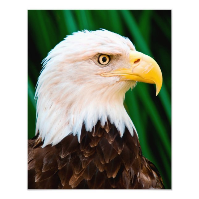Impression Photo Portrait de Bald Eagle (Devant)