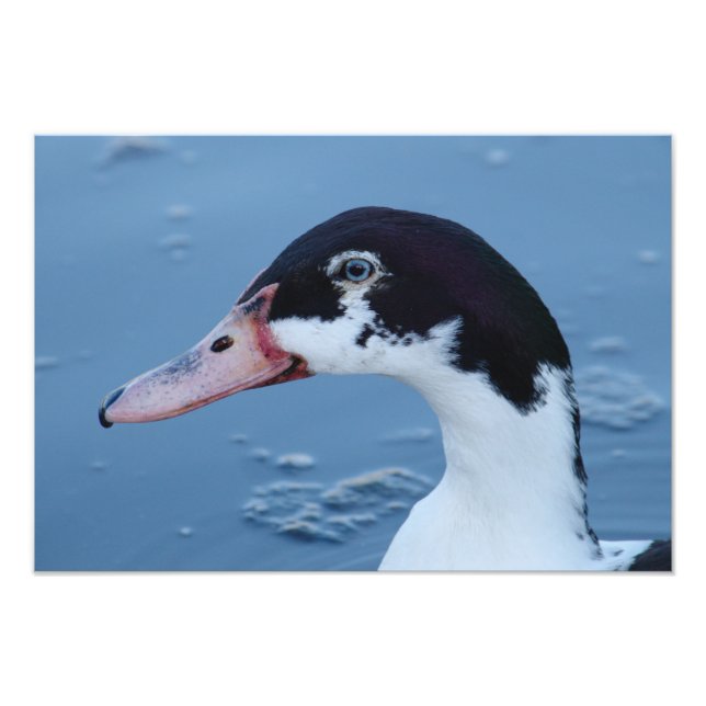 Impression Photo Portrait de canard noir et blanc (Devant)