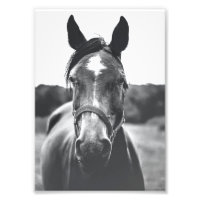 Portrait de cheval noir et blanc Imprimer